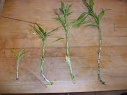 Lucky Bamboo Maintenance Propagation Lucky Bamboo Bamboo Plant Care Lucky Bamboo Plants