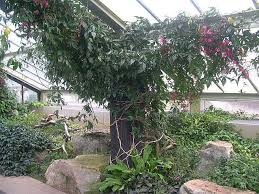 Image result for Ipomoea horsfalliae