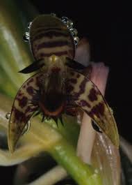 Image result for Bulbophyllum schinzianum
