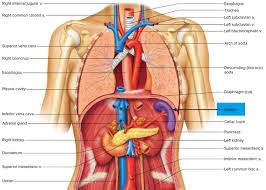 How to treat ruptured tissue of the spleen? Spleen Location Function Symptoms Of Enlarged Ruptured Spleen In 2021 Human Body Organs Anatomy Human Body Anatomy Human Body Organs