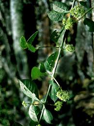 Image result for Pisonia aculeata
