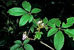 Image result for Vitex ferruginea