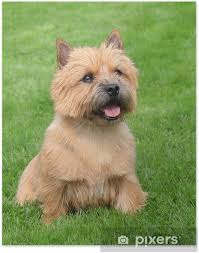 The norwich terrier was introduced into america in 1914. The Typical Norwich Terrier On A Green Grass Lawn Poster Pixers We Live To Change