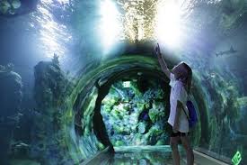 Aquarium Things To Do In Dallas With Kids Sea Life Grapevine Aquarium Tickets Texas Attractions Aquarium