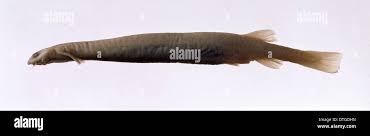 Image result for Vandellia