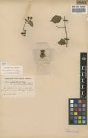 Image result for Cissus welwitschii