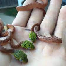 Timeline Photos The Reptile Report Species Reptile Terrarium Reptiles