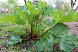 I am in zone 9 here in the sierra nevada foothills of northern ca. Zone 5 Edible Perennials Information On Cold Hardy Edible Perennials Gardening Know How