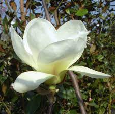 The leaves are large, up to 8 inches (20 cm) long and 4 inches (10 cm) wide. Magnolia Jade Lamp Havlis Cz
