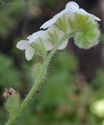 Image result for Indigofera cryptantha