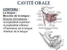 La langue a deux fonction: Anatomie De La Tete Et Du Cou Ppt Video Online Telecharger