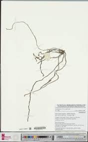 Image result for Platycoryne buchananiana