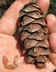 Long, long ago when the land was young there stood a very tall and proud douglas fir tree. 18 Conifer Cones Ideas Conifer Cone Conifers Cones