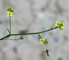 Image result for Sisymbrium orientale