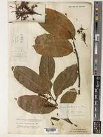 Image result for Dactyladenia