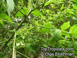 Image result for Brucea