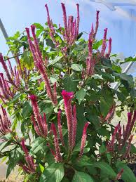 Image result for Celosia argentea