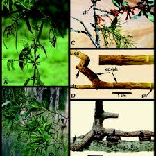 Image result for Agelanthus sansibarensis