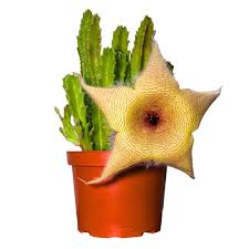 Image result for Stapelia gigantea