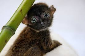 Charming Animals Baby Animals Pictures Baby Animals Cute Animals