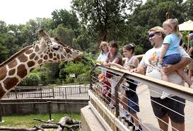 Giraffe Feeding One Hand Or Two Giraffe Feeding Baltimore Zoo The Great Outdoors
