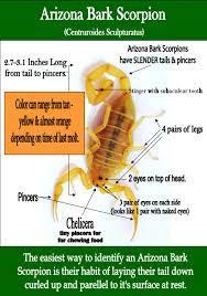 Check spelling or type a new query. How To Identify Bark Scorpions In Arizona Responsible Pest
