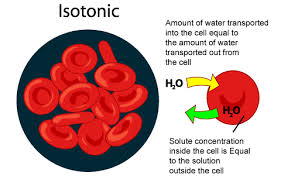 Check spelling or type a new query. Animal Cell Osmosis Tattoo Arema