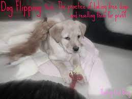 Dog Flipping Dogs Animals Free Dogs