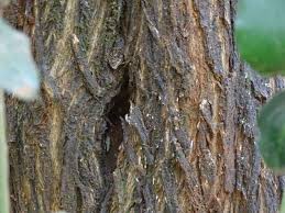 Image result for Scutia