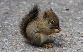 Image result for squireel