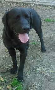 Black lab puppies for adoption in ct. Adopt Mickey 14 On Petfinder Black Labrador Retriever Labrador Retriever Labrador Retriever Dog