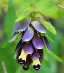 Image result for Cordia mukuensis