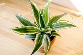 Image result for dracaena