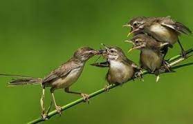 Dan berikut adalah uraian lengkapnya. Ciblek Semi Bahan Ciri Ciblek Jantan Yang Bagus Gambar Ciblek Jantan Dan Betina Perbedaan Ciblek Jantan Dan Betina Yang M Beautiful Birds Big Bird Little Birds