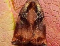 Image result for Archips podanus