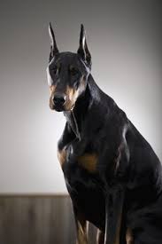 When Is A Doberman Pinscher Full Grown Pets