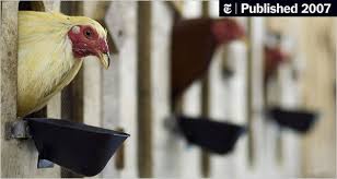 Make truck wheel cage this video shows how to make a cage for a rooster or chickens using a truck wheel. In Cajun Country A Fight To The Finish The New York Times