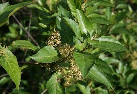 Image result for Maesa lanceolata