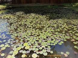 Misteriosa, ela floresce apenas à noite, sobre a luz cuidadosa da lua. Lago Com Mini Vitoria Regia Picture Of Restaurante Arco Iris Santo Antonio Do Pinhal Tripadvisor