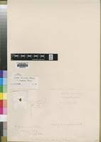 Image result for Crotalaria laburnoides