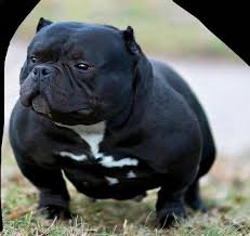 Black American Bully Dog Pin By Sean Sterling On Everything Bully Dog American Bully Dog Owner Humor