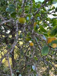 Image result for Dovyalis lucida