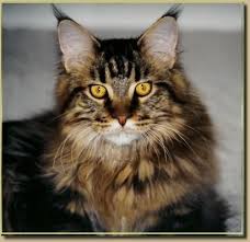 Brown Maine Coon Another Brown Mackerel Tab Maine Coon Maine