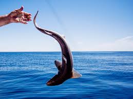 Hoax and shark are synonymous, and they have mutual synonyms. The Ethics Of Why You Should Definitely Watch Shark Week Wired
