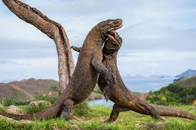 We did not find results for: Indonesia Considers Closing Komodo Island Because Poachers Keep Stealing The Dragons Smart News Smithsonian Magazine