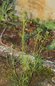 Image result for Apium leptophyllum