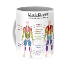 Quick notes on muscle behavior. Muscle Diagram Female Body Names Coffee Mug For Sale By Peter Hermes Furian