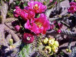 Image result for Opuntia imbricata