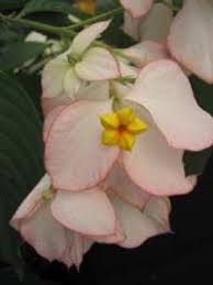 Pin On My Exotic Garden