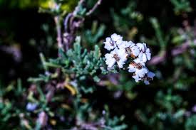 Image result for Eriocephalus ambiguus